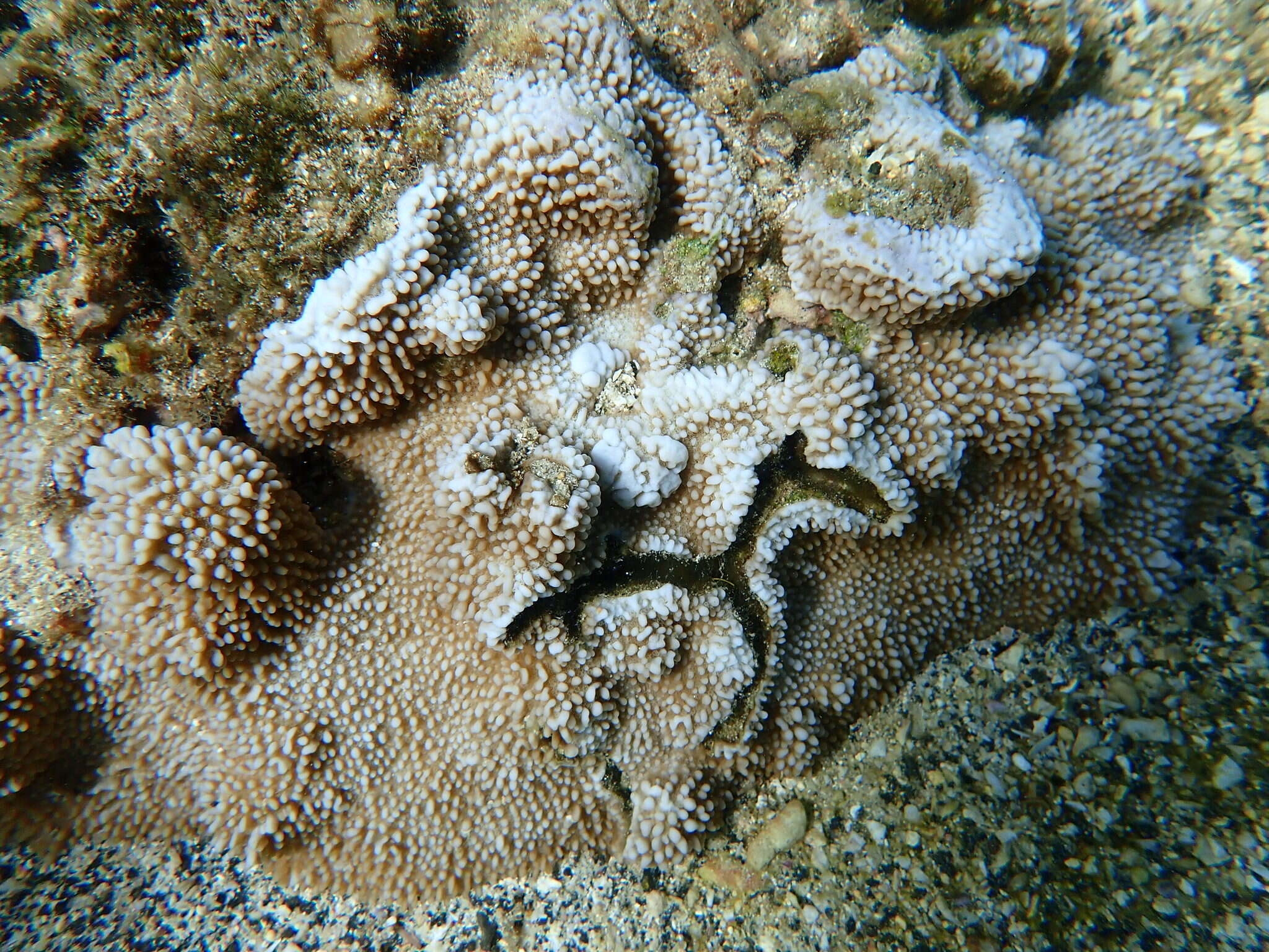 Montipora capitata (Dana 1846)的圖片