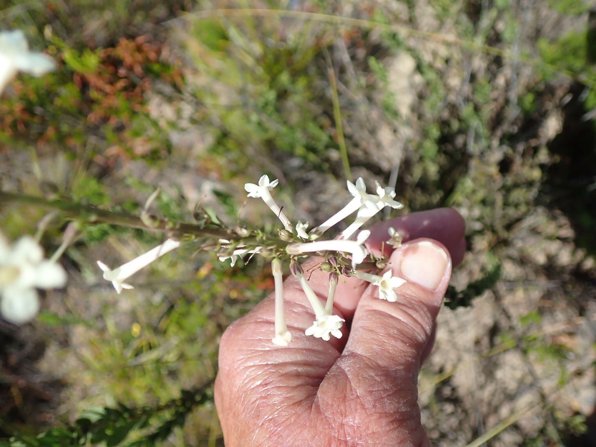 Image of Freylinia longiflora Benth.