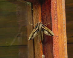 Image of Xylophanes xylobotes (Burmeister 1878)