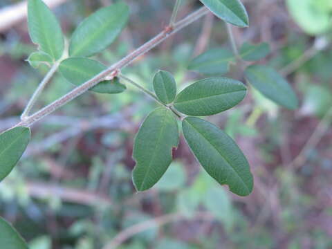 Image of Lespedeza chinensis G. Don