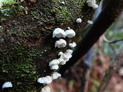 Image of Campanella tristis (G. Stev.) Segedin 1993