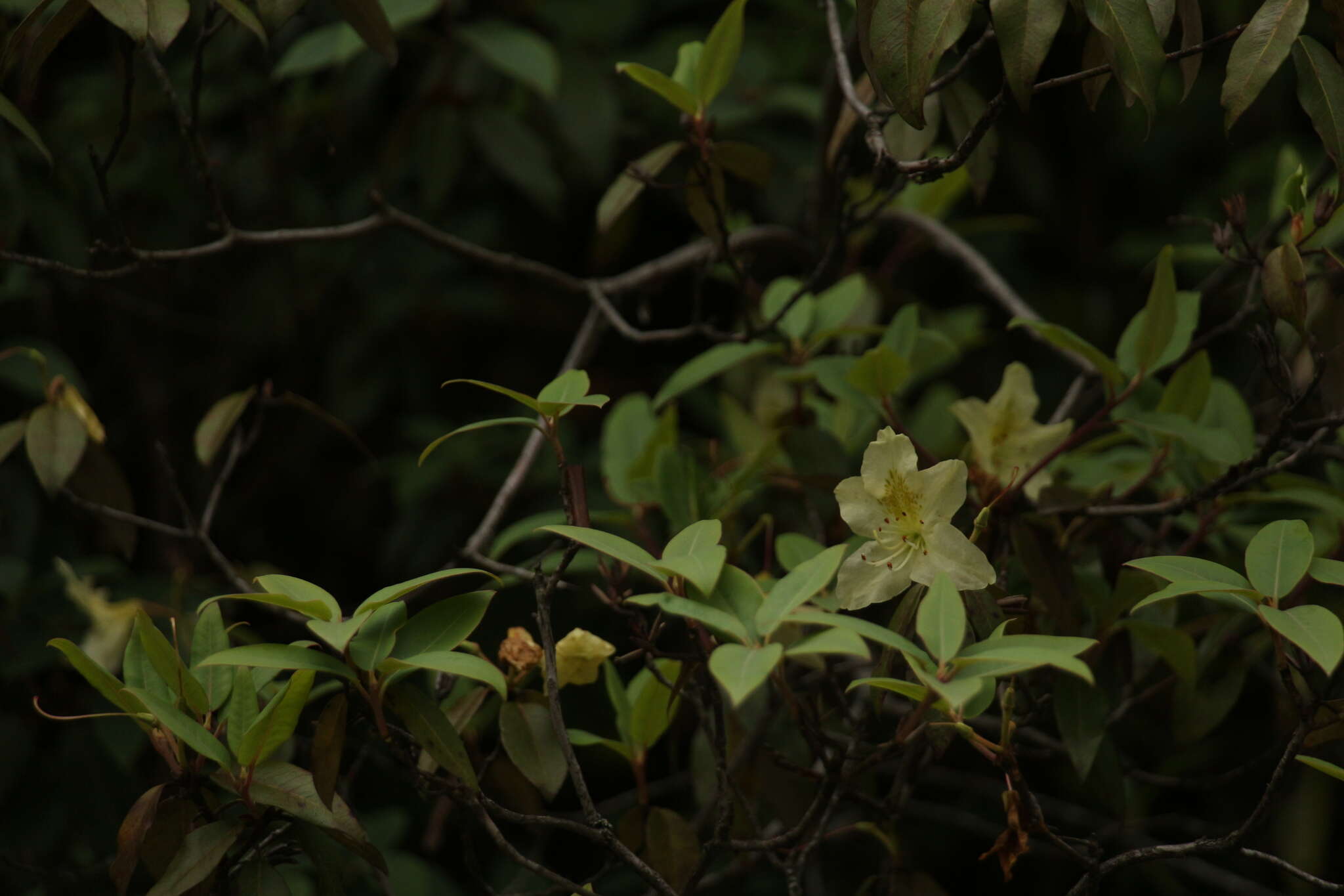 Plancia ëd Rhododendron triflorum Hook. fil.