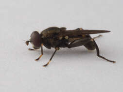 Image of Chalcosyrphus nemorum (Fabricius 1805)