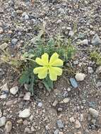 Imagem de Oenothera primiveris subsp. primiveris