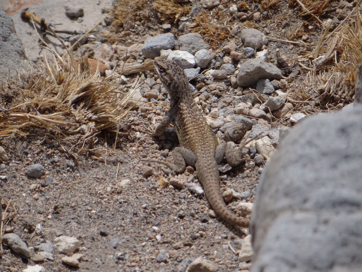 Image of Liolaemus smaug Abdala, Quinteros, Scrocchi & Stazzonelli 2010