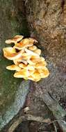 Plancia ëd Flammulina mexicana Redhead, Estrada & R. H. Petersen 2000