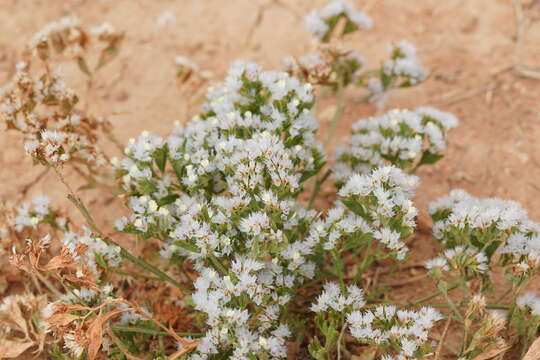 Image of Limonium thouinii (Viv.) O. Kuntze