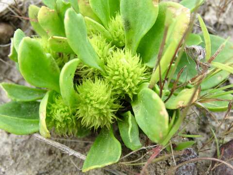 Image of candyroot