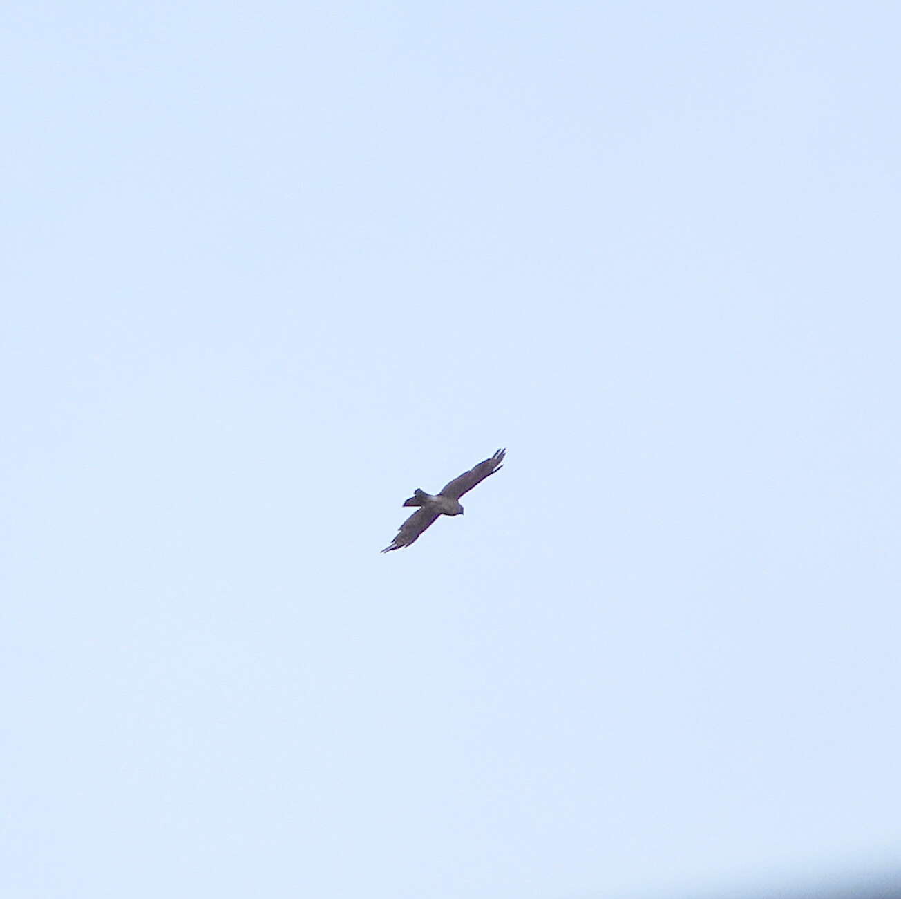 Image of Japanese Sparrowhawk