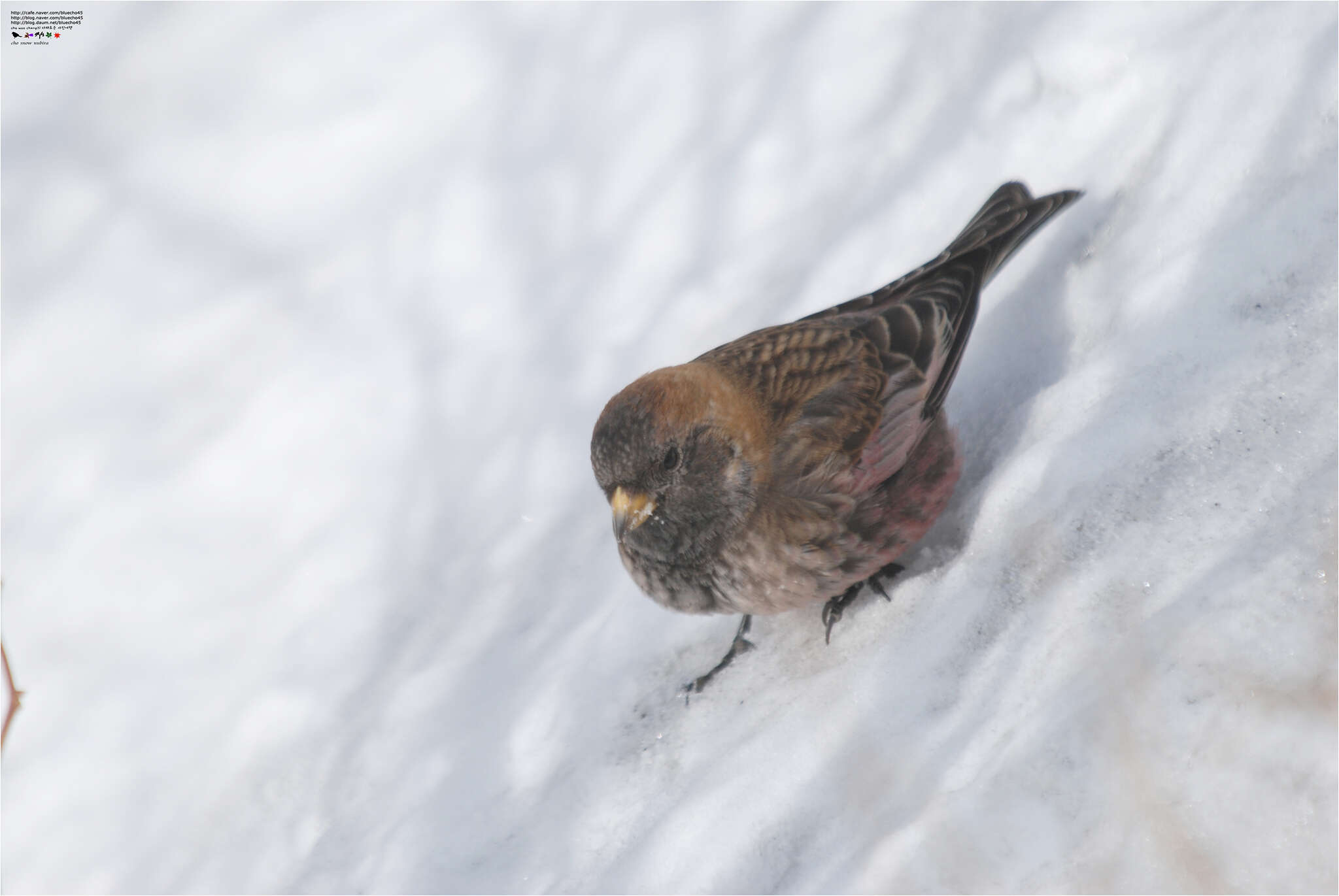 Image of Asian Rosy Finch