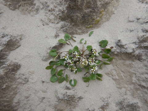 Image of Danish scurvygrass