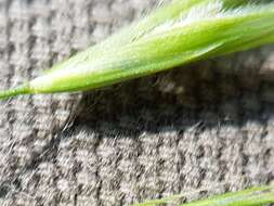 Image of fringed brome