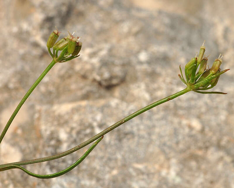 Imagem de Ptychotis saxifraga (L.) Loret & Barrandon