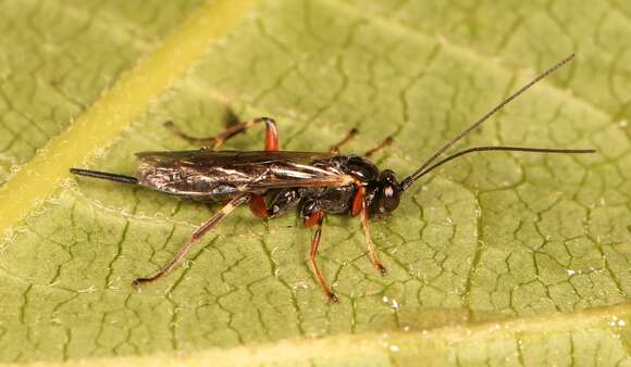 Image of Pimpla turionellae (Linnaeus 1758)