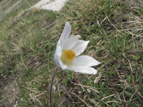 Image of Pulsatilla alpina subsp. alpina