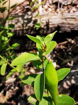 Image de Diplolepis nummulariifolia (Hook. & Arn.) Liede & Rapini