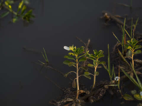 Image of Water-dragon