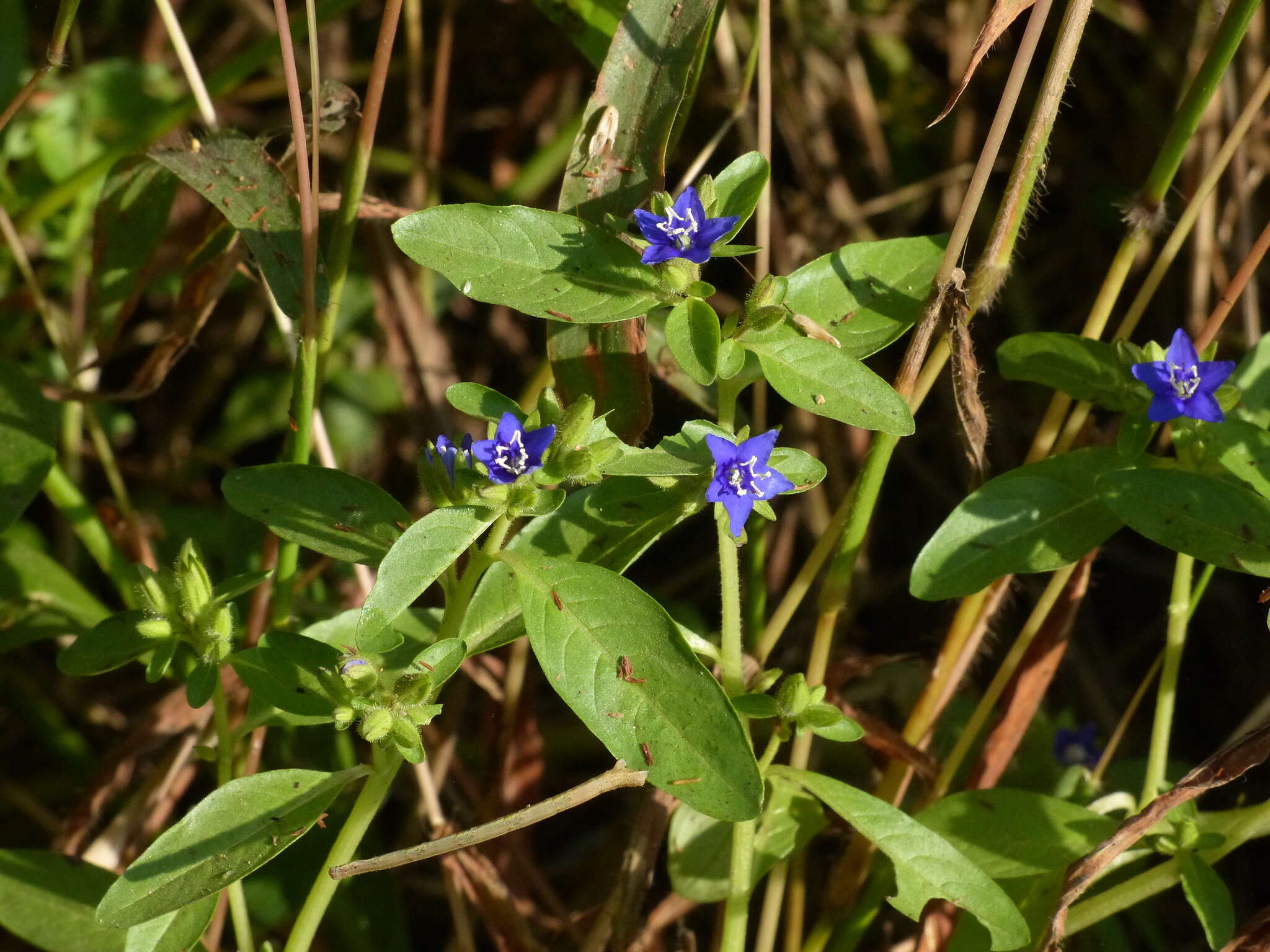 Hydrolea zeylanica (L.) Vahl resmi