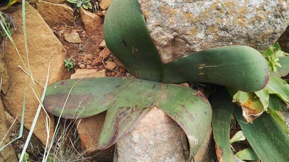 Image of Brunsvigia radulosa Herb.