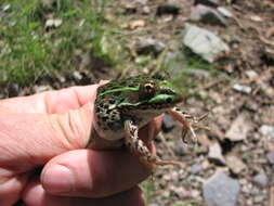 Image of Chiricahua Leopard Frog