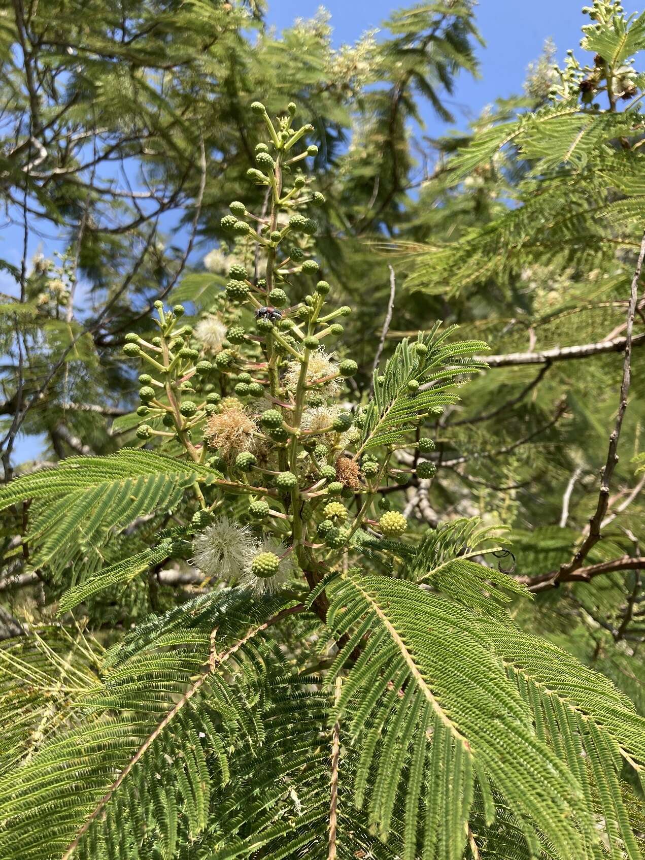 Imagem de Lysiloma aurita (Schltdl.) Benth.