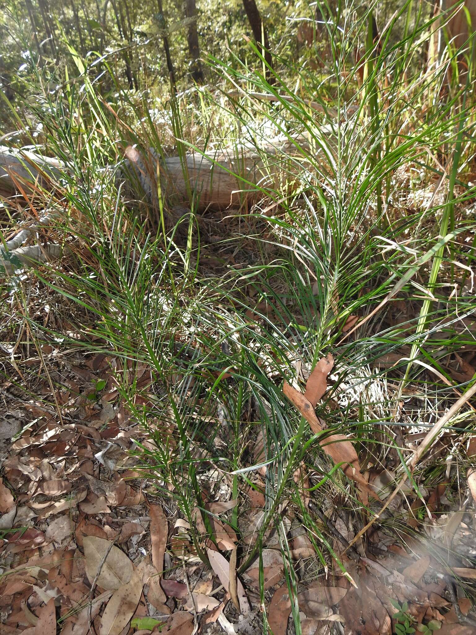 Image of Cycad