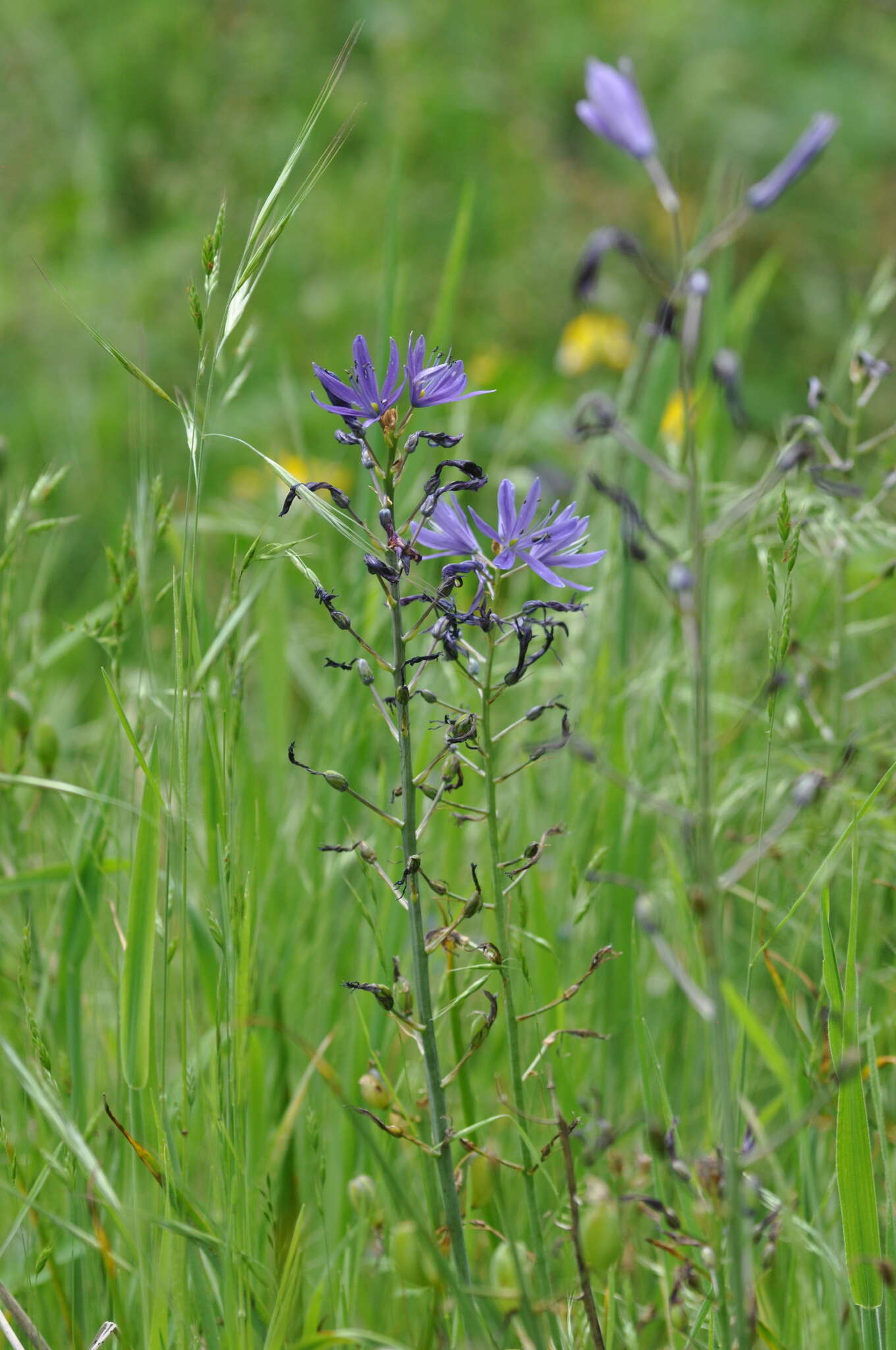 Image of large camas