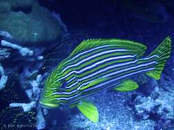 Image of ribboned sweetlips