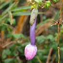 Image of Passiflora roseorum Killip