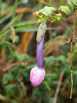 Image of Passiflora roseorum Killip