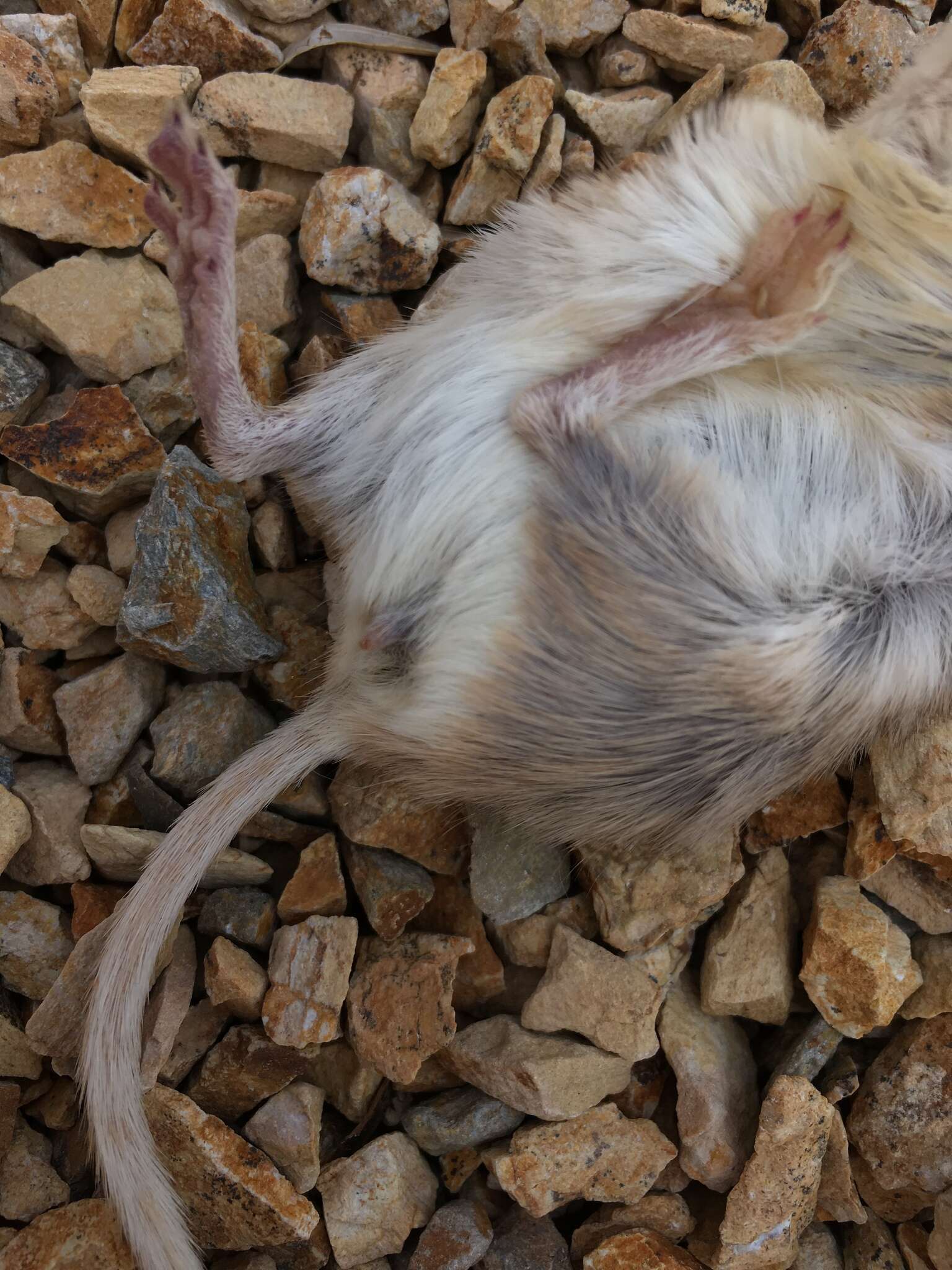 Image of Desert Pocket Mouse