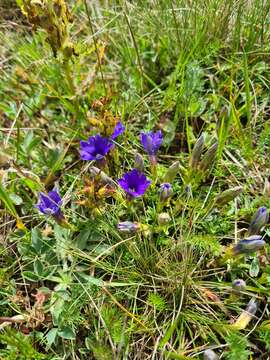 Image of Gentiana pyrenaica L.