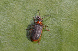 Image of Galerucella nymphaeae (Linnaeus 1758)