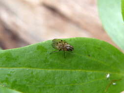 Anthomyia punctipennis Wiedemann 1830的圖片