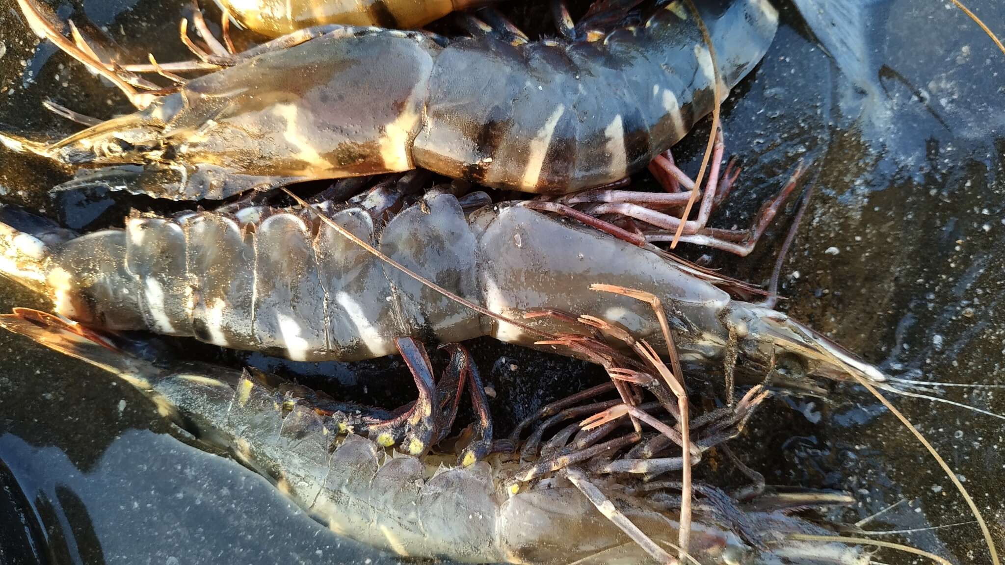 Image of Black tiger shrimp