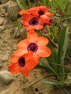 Image of Cape buttercup