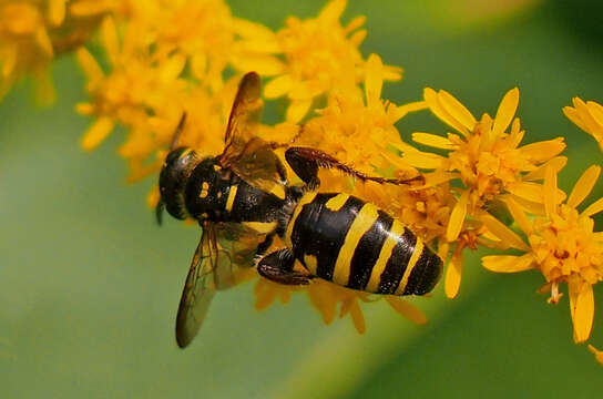 Myzinum maculatum (Fabricius 1793)的圖片