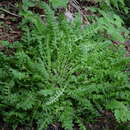 Image of stemless lousewort