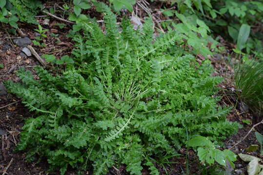 Image of stemless lousewort