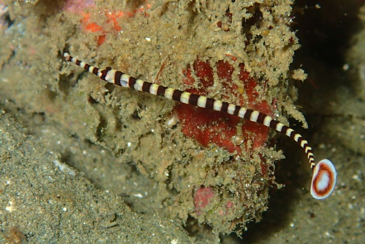 Image of Dunckerocampus