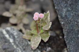 Imagem de Persicaria capitata (Buch.-Ham. ex D. Don) H. Gross