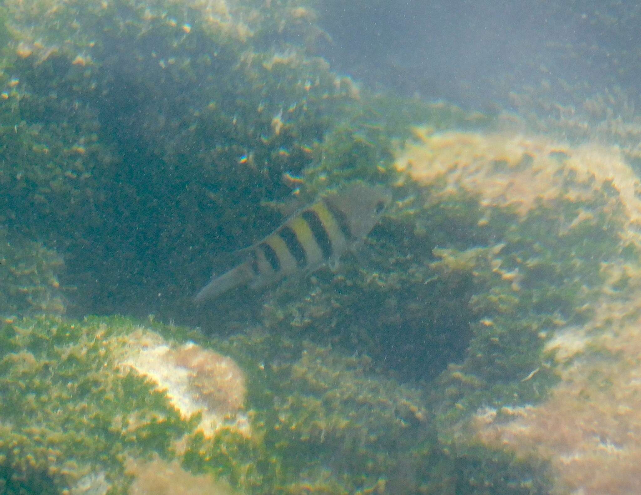 Image of Damsel Fish