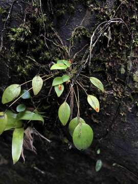 Image of rock babyboot orchid