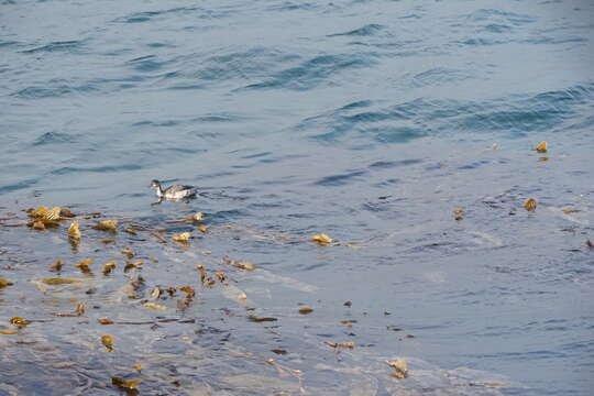 Image of horned grebe (cornutus)