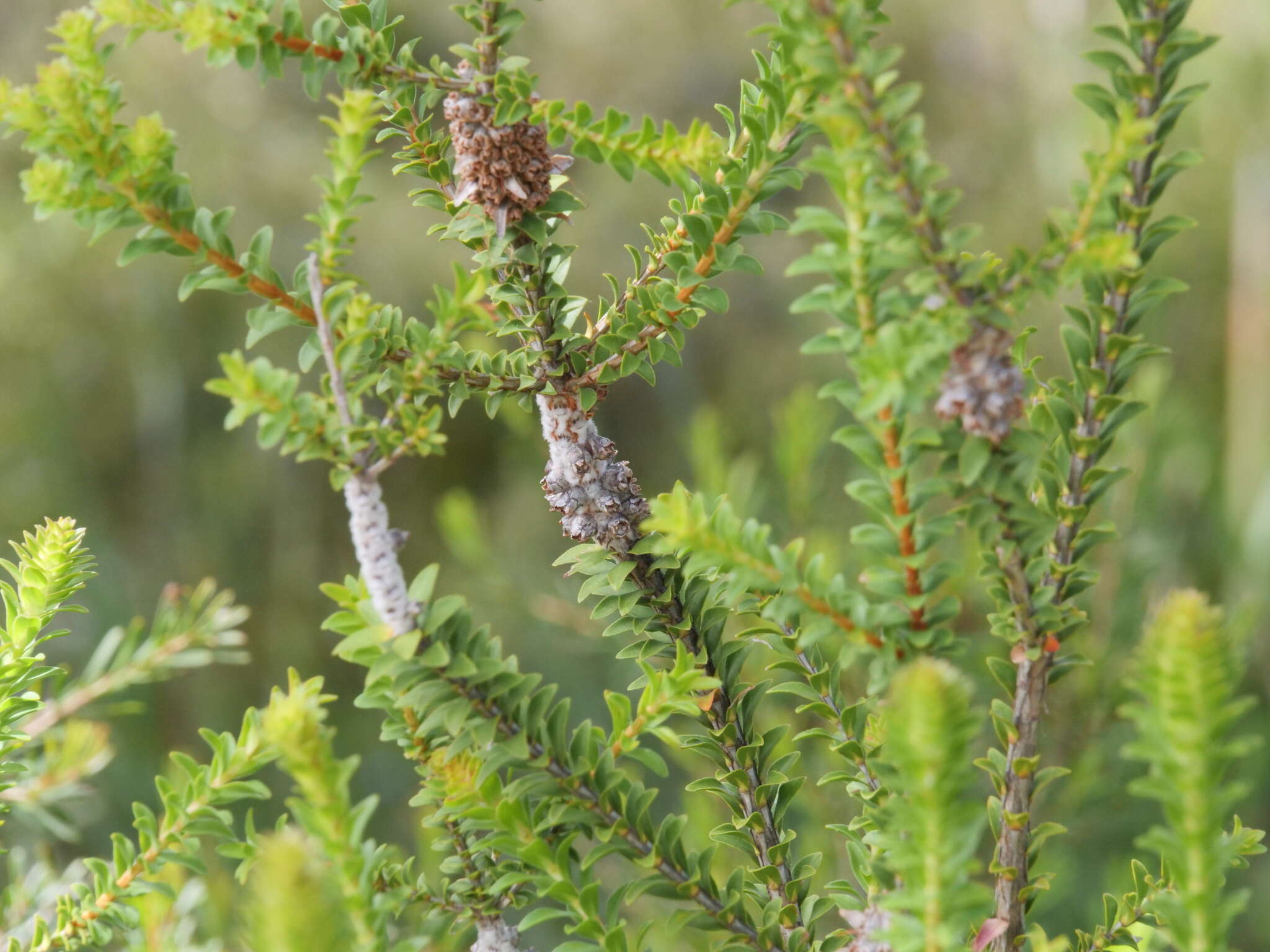 Imagem de Melaleuca densa R. Br.