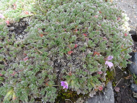 Image of Geranium sericeum Willd. ex Spreng.