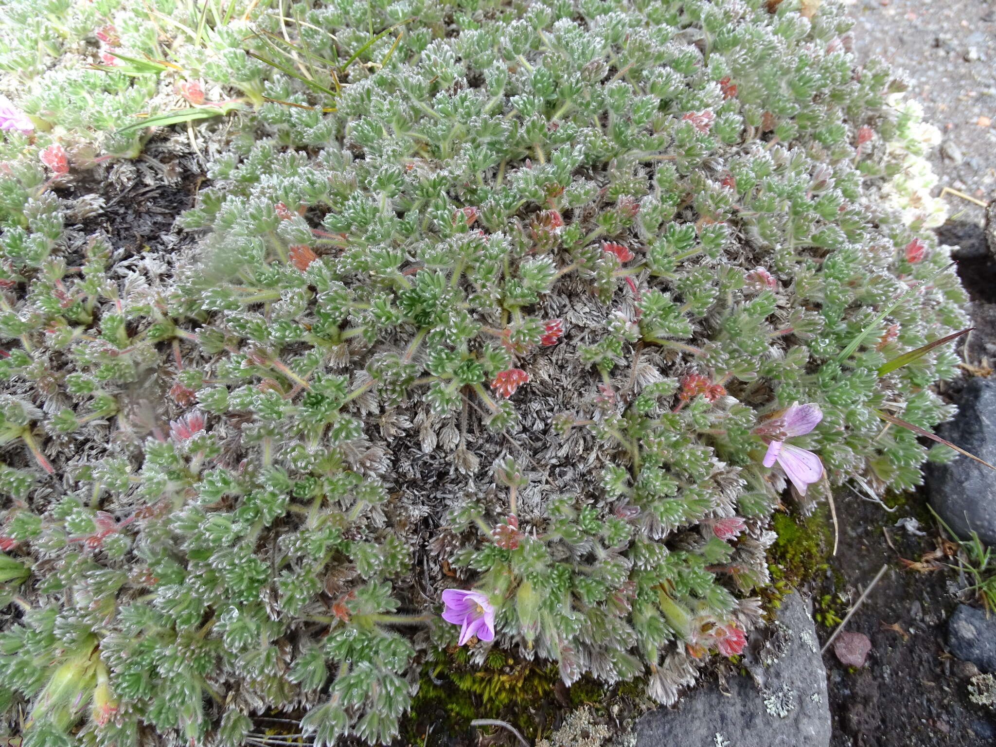 Image of Geranium sericeum Willd. ex Spreng.