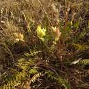 Image of Oxytropis gmelinii Boriss.