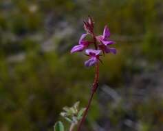 Image of <i>Indigofera alopecuroides</i> var. <i>minor</i> E. Mey.