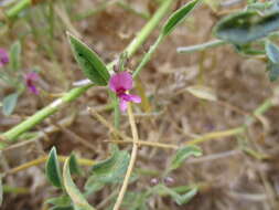 Image of Tephrosia monophylla Schinz